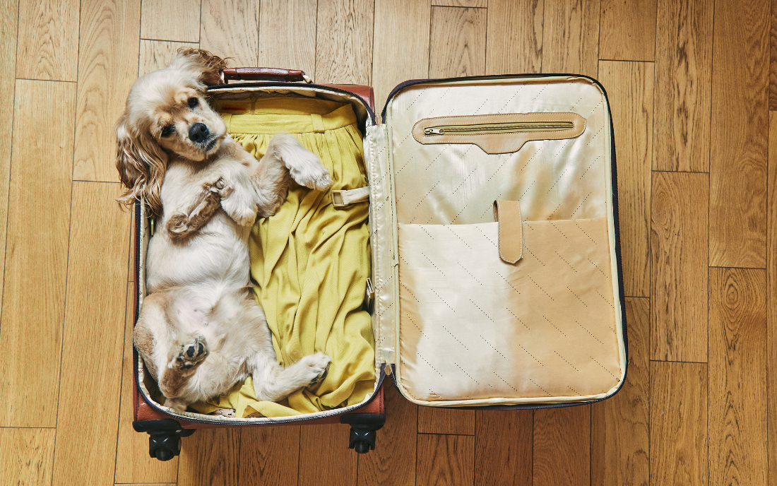 Wählen Sie eine haustierfreundliche Fluggesellschaft