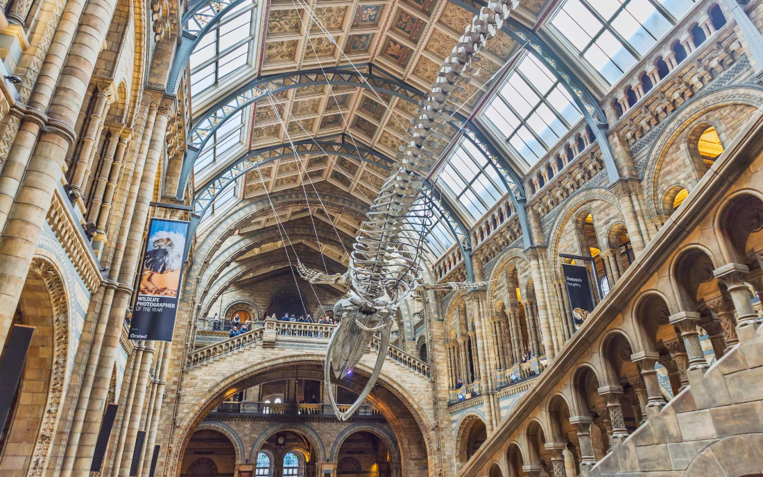 Hope, the blue whale skeleton suspended from the vaulted ceiling of Hintze Hall at the Natural History Museum London