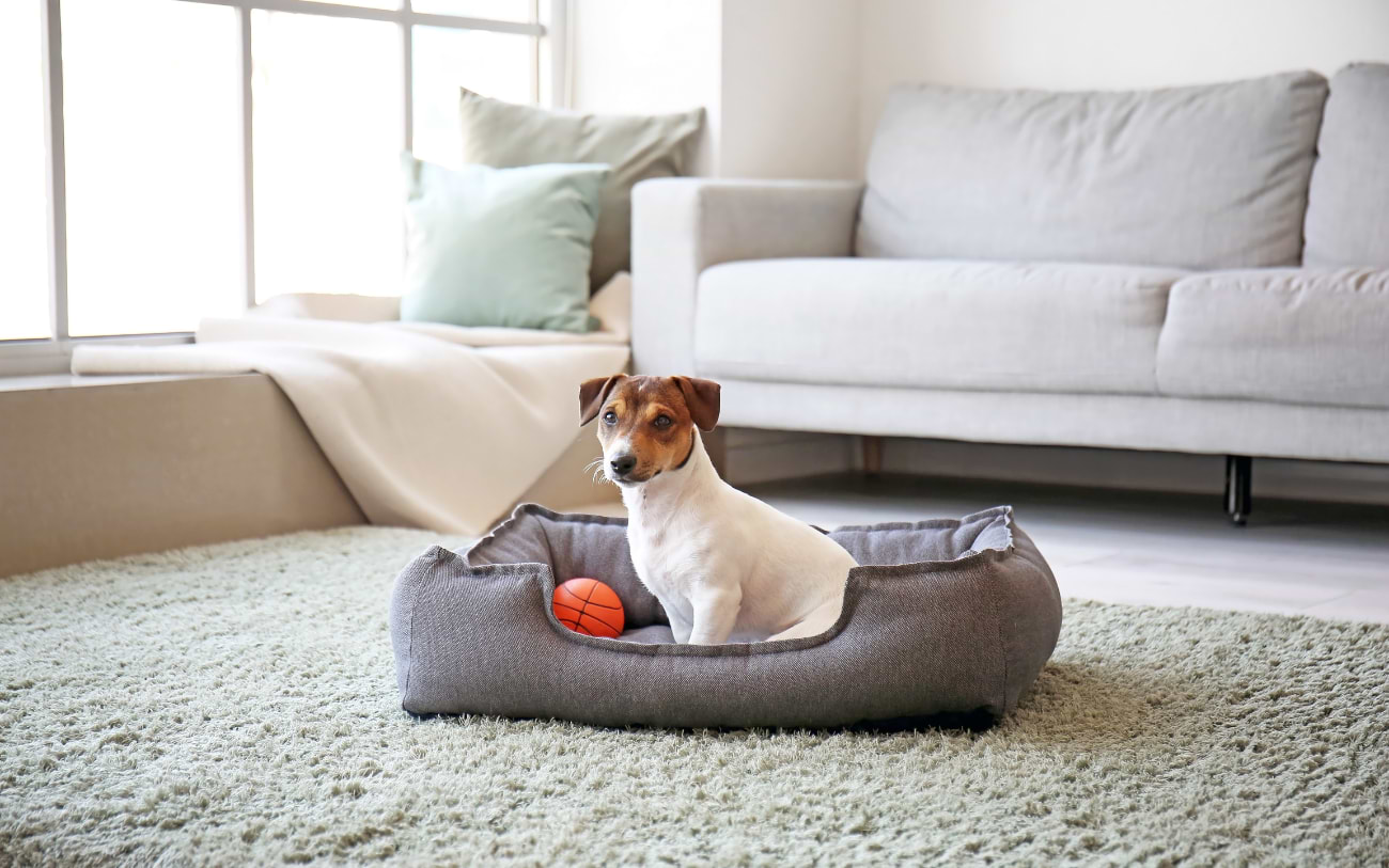 Sichere, komfortable Räume für Haustiere