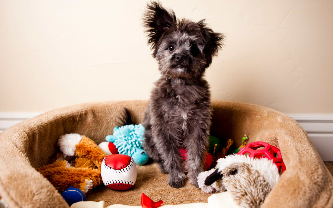 Packen Sie die wichtigsten Dinge für den Komfort Ihres Haustiers ein