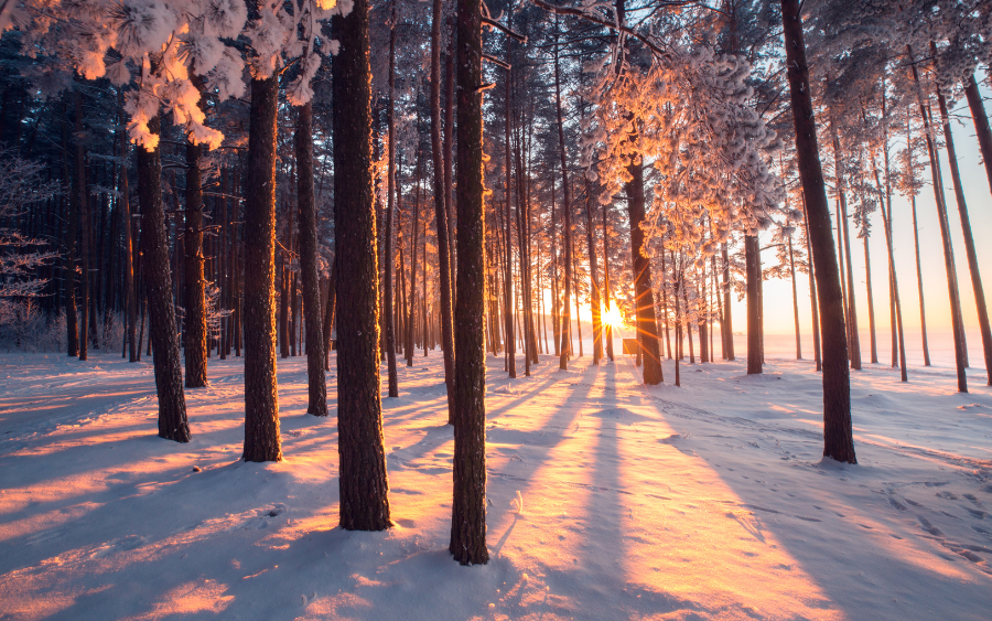 Black forest covered in snow in winter