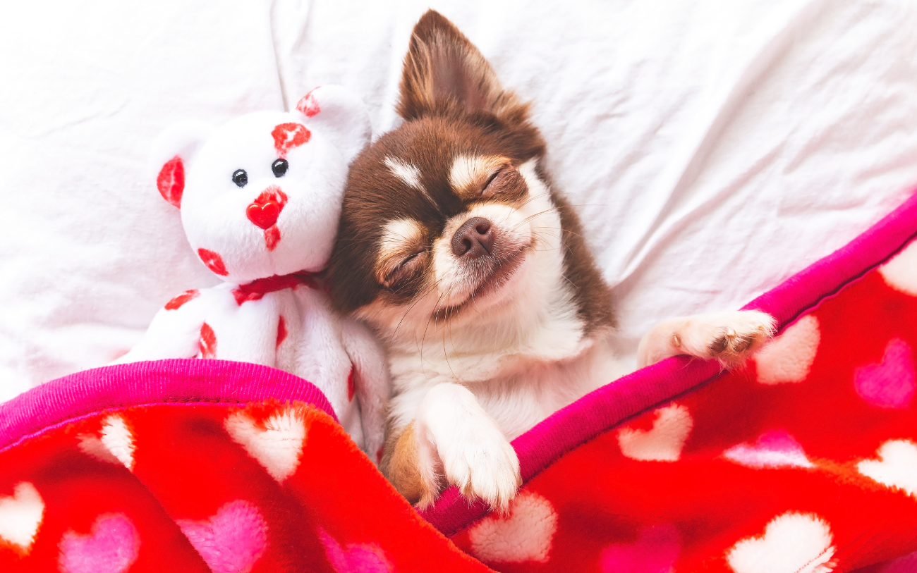 Buchen Sie im Voraus eine haustierfreundliche Unterkunft