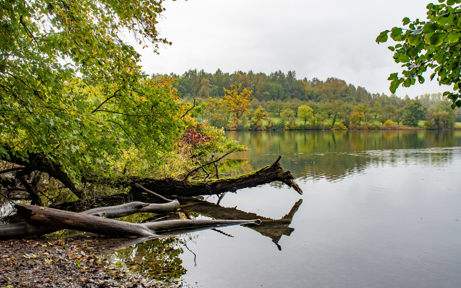 Fallen mossy log reflected in still water at an autumn lake shore, Katzensee
