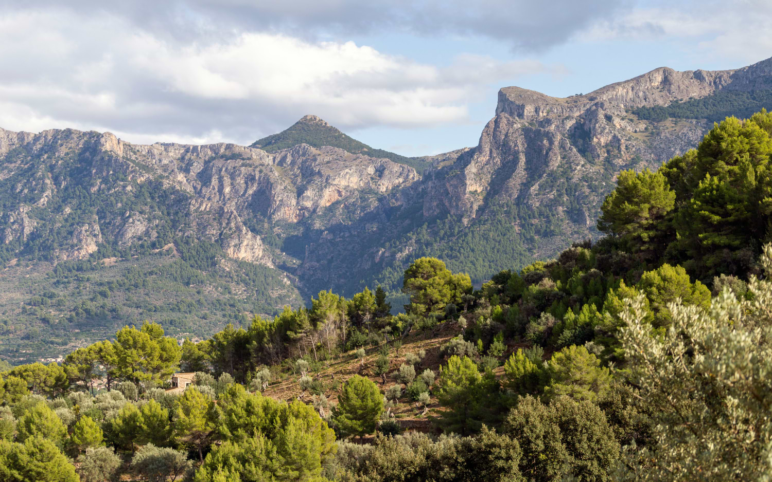 Rugged peaks of the Serra de Tramuntana rise above pine forests and olive groves in the mountains surrounding Palma de Mallorca.