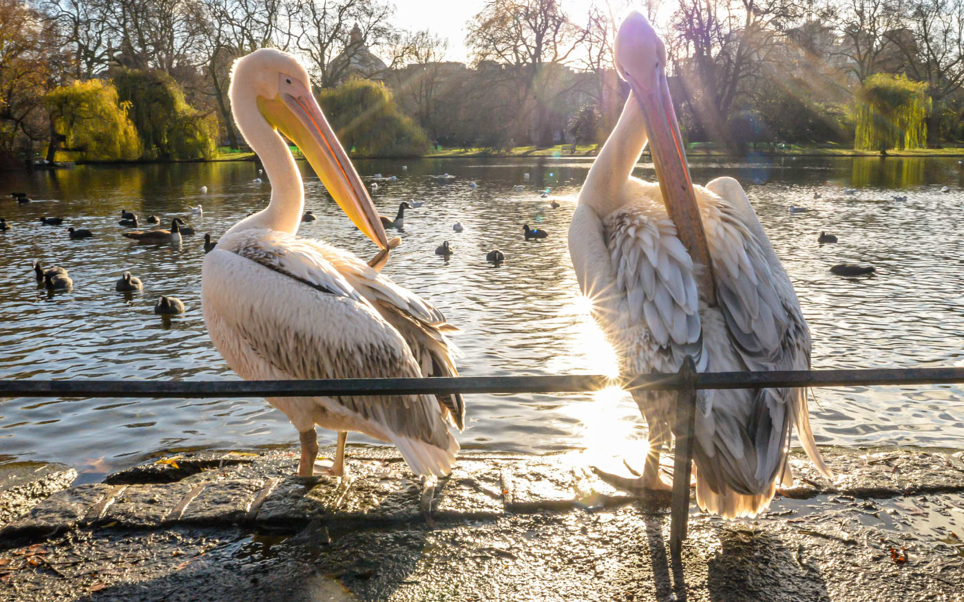 Two white pelicans preening on the lakeshore in St Jamesās Park, with low winter sun glinting on water full of ducks