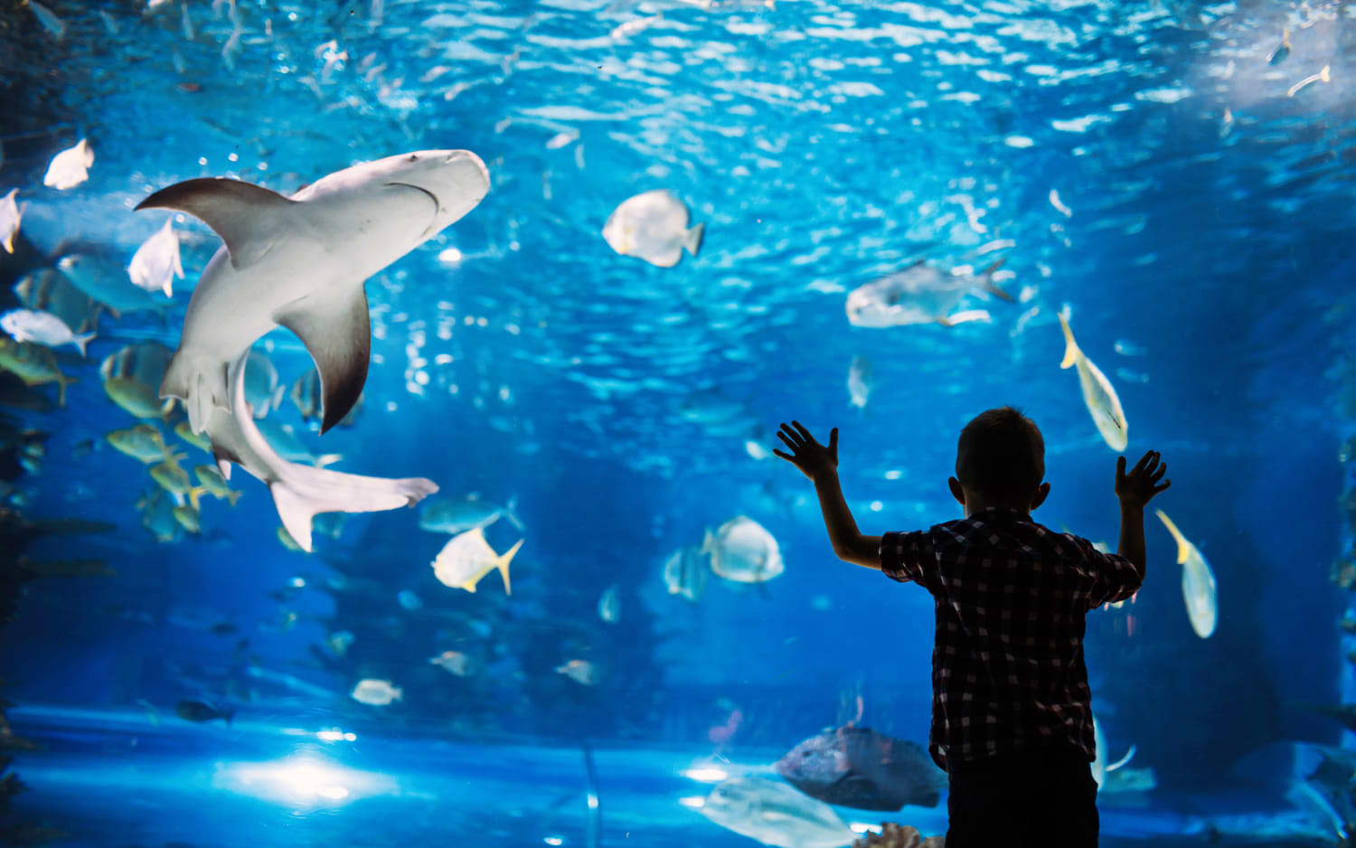 A young boy presses his hands against the glass at Palma Aquarium, watching a shark glide past colourful fish in a deep blue tank.