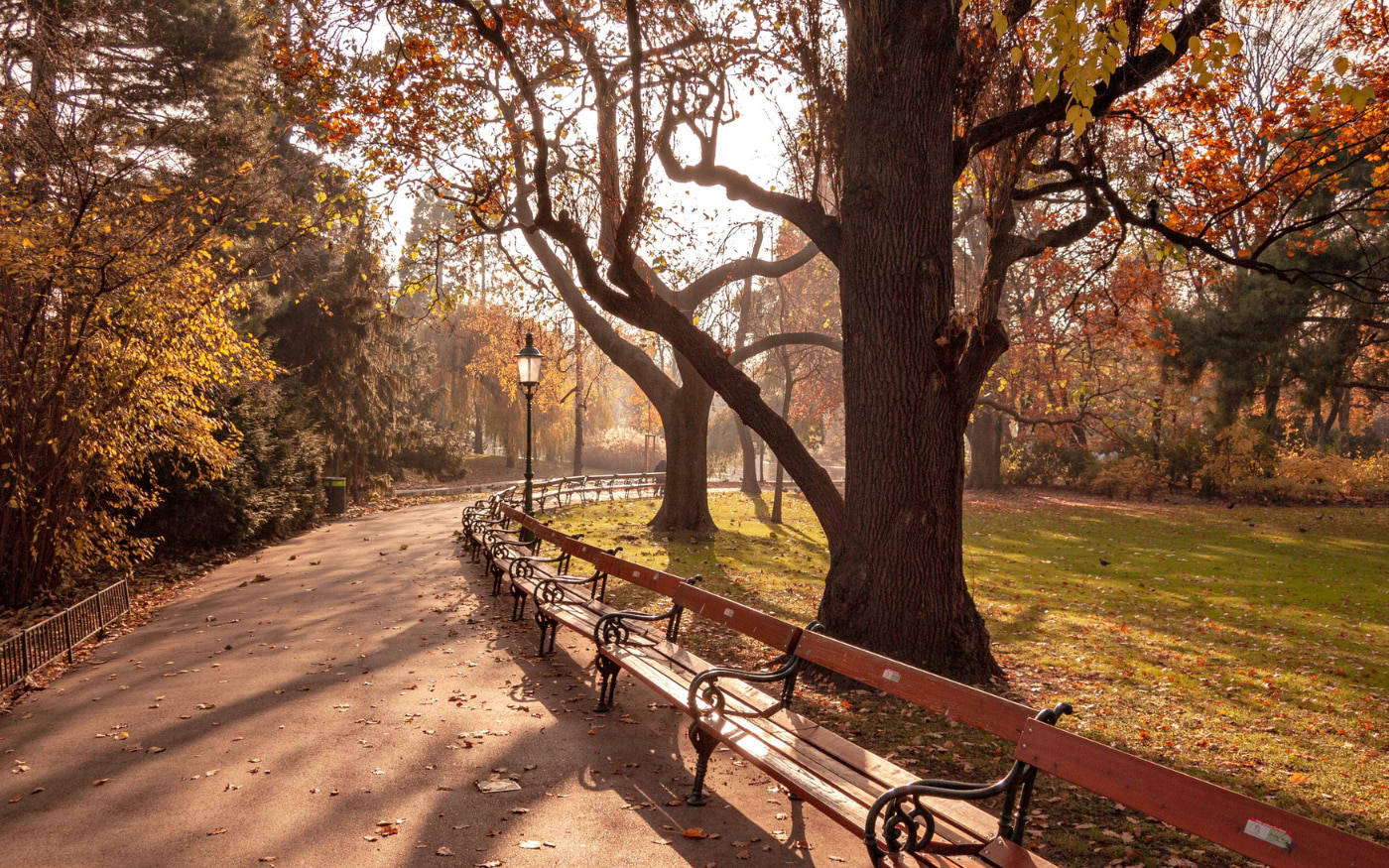Curved row of wooden benches along a leafy path in a Vienna park, with old trees glowing orange and gold in autumn sun