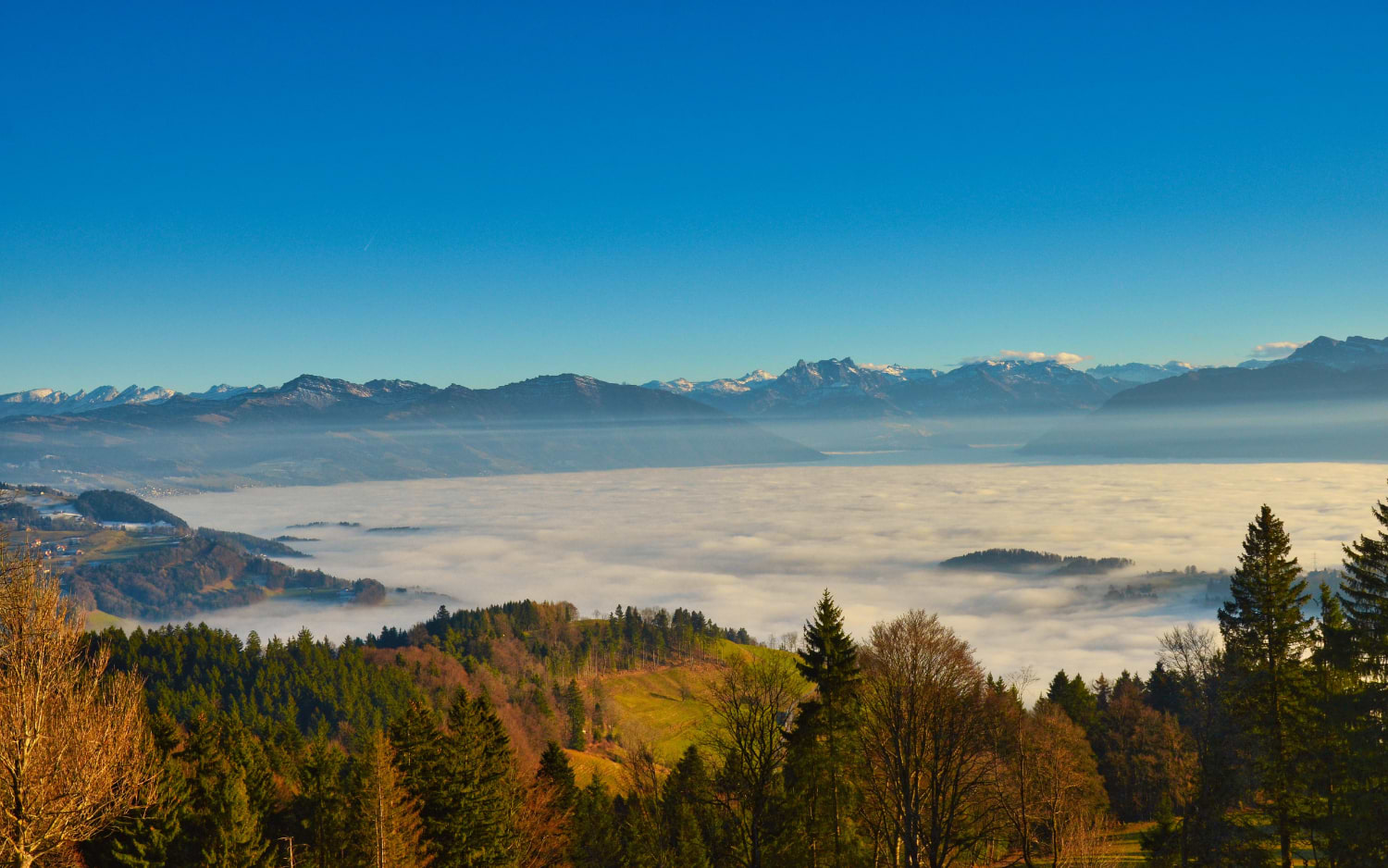 View over a fog-filled valley toward snow-capped Alps from a forested hilltop near the Bachtel tower loop