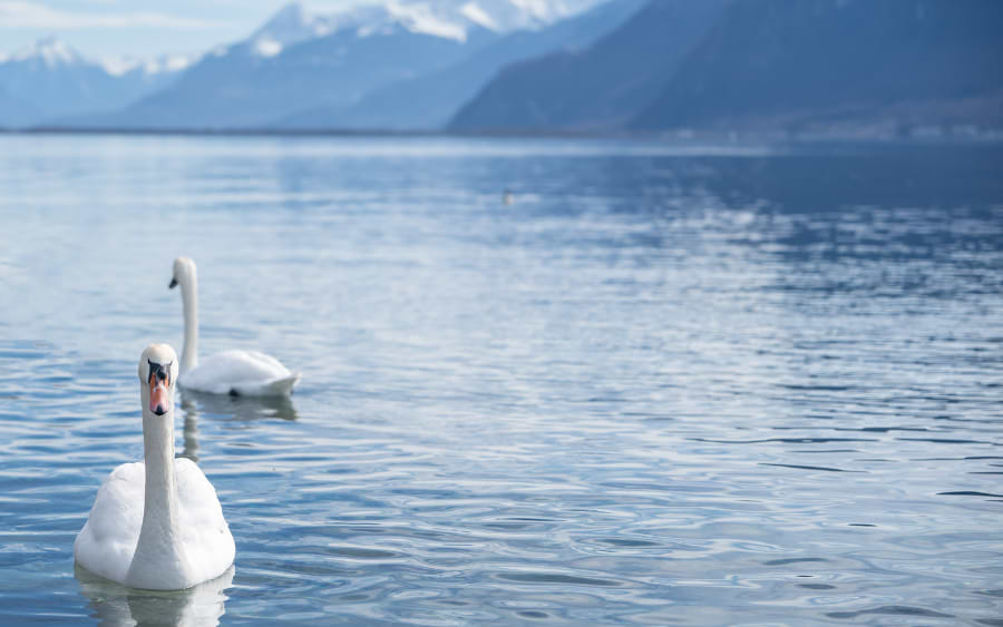 Zurich Lake in winter