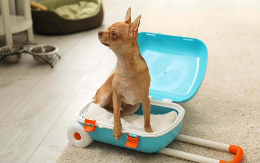 Hundefreundliche Hotels in ganz Europa&nbsp;