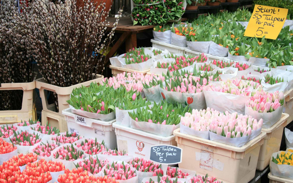 Bunches of pink and orange tulips for sale at an Amsterdam market stall 