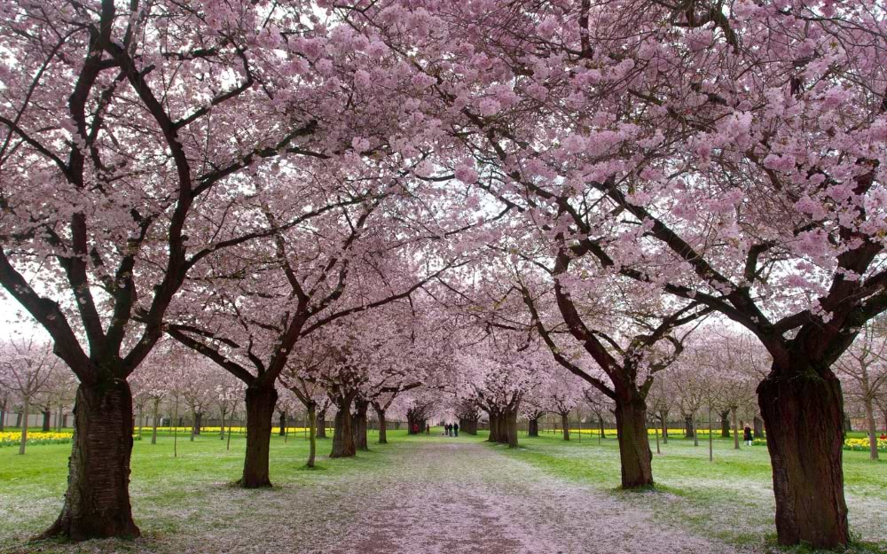 Schwetzingen gardens