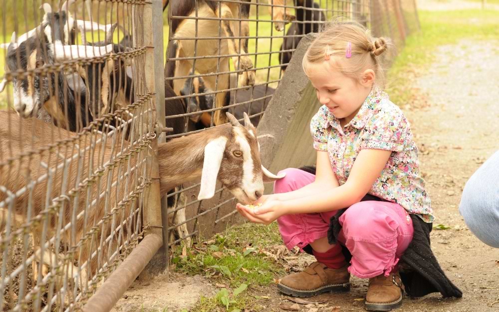 a petting zoo Heidelberg