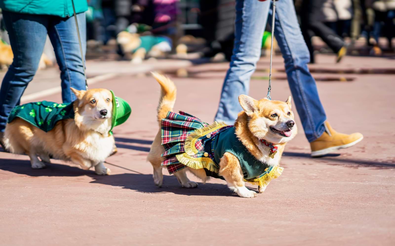 visit the St. Patrick's Day Parade in Dublin