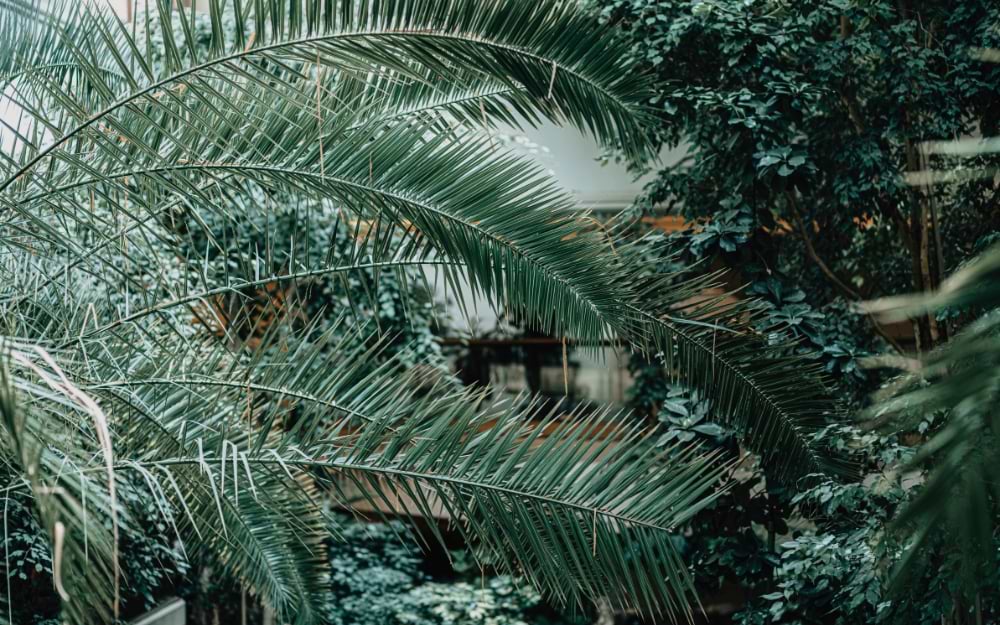 Palmengarten, Frankfurt