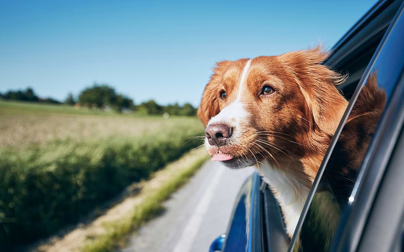 Travelling with a dog: Best Tipps from pet-friendly Leonardo Hotels