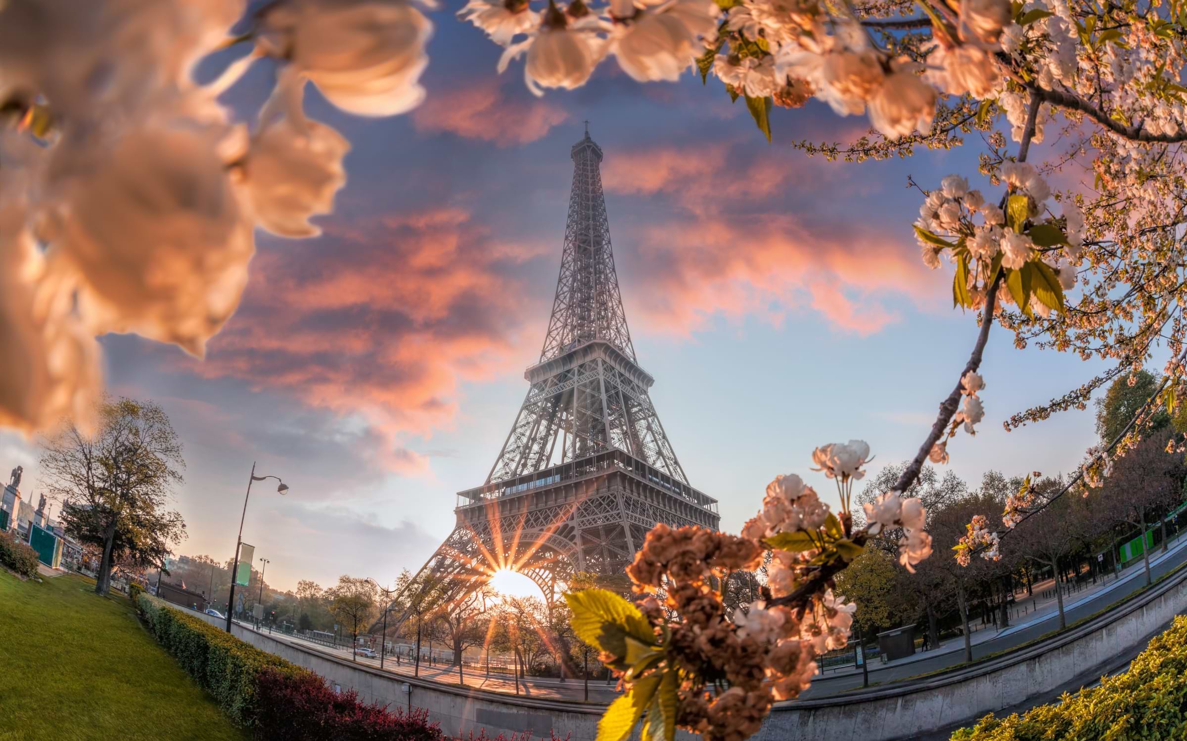 Cherry Blossom in Paris