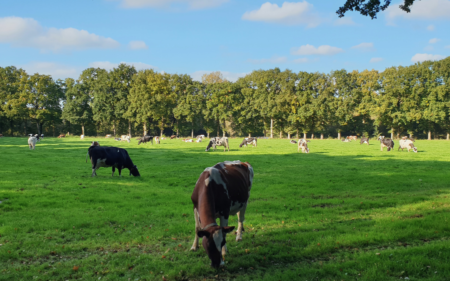 Amelisweerd near Utrecht
