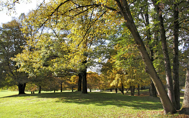 Beobachte Rehe und Wildtiere im Hirschgarten, München