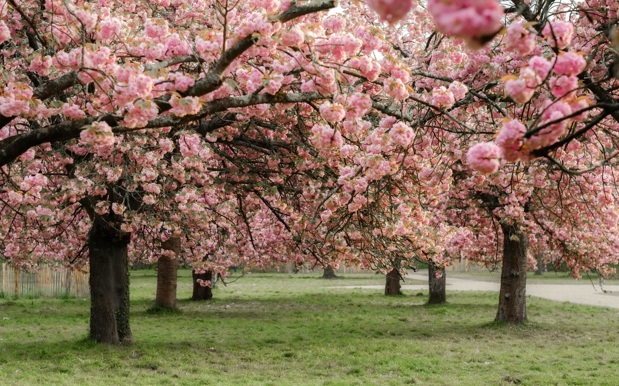 learn When Is Cherry Blossom Season in Europe