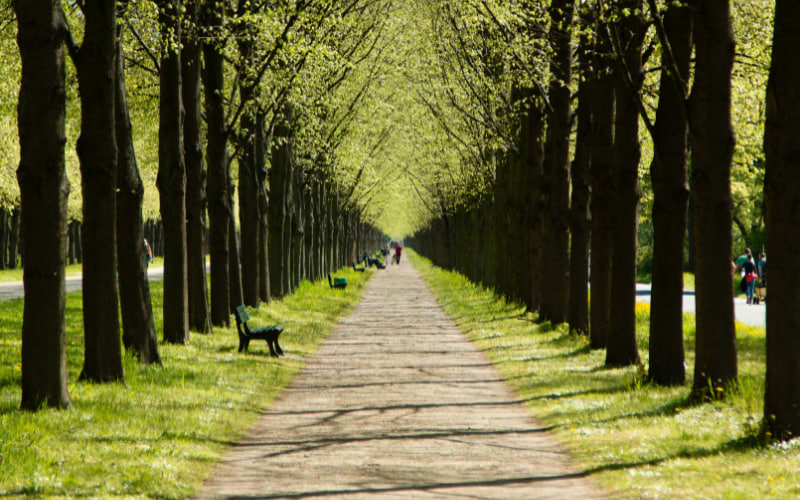 Eilenriede urban forest, Hannover