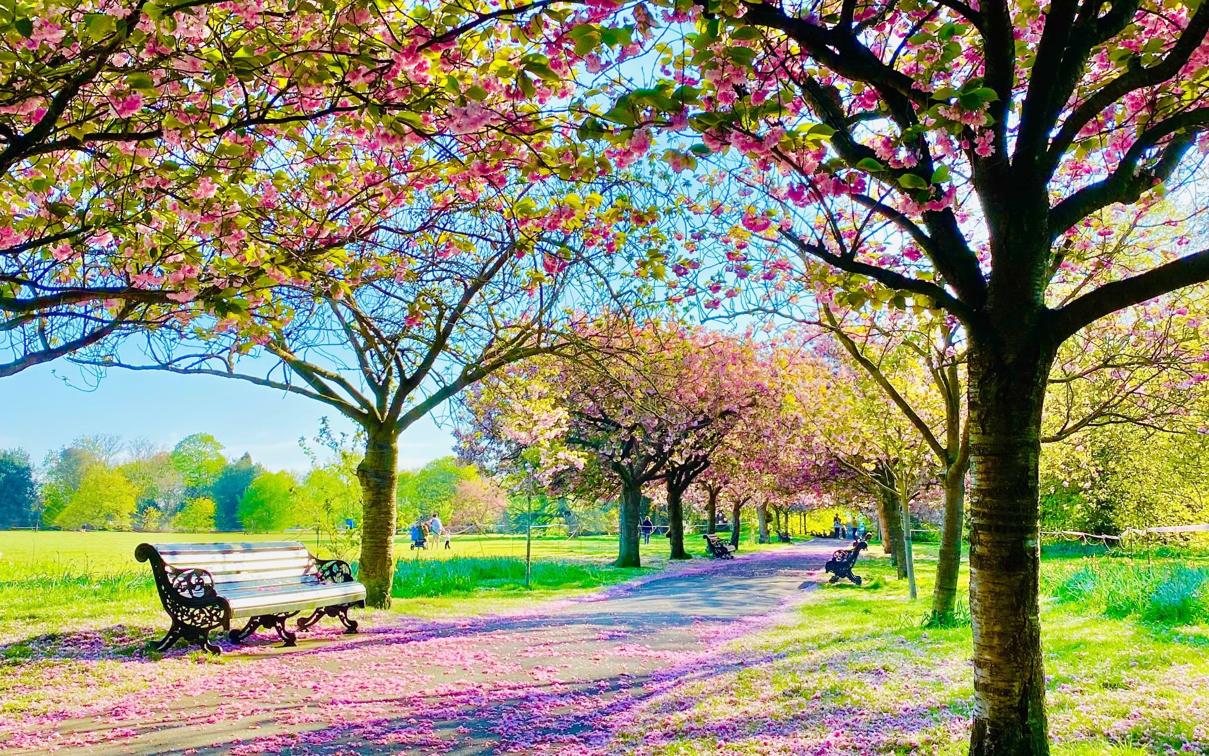 Cherry Blossom in London
