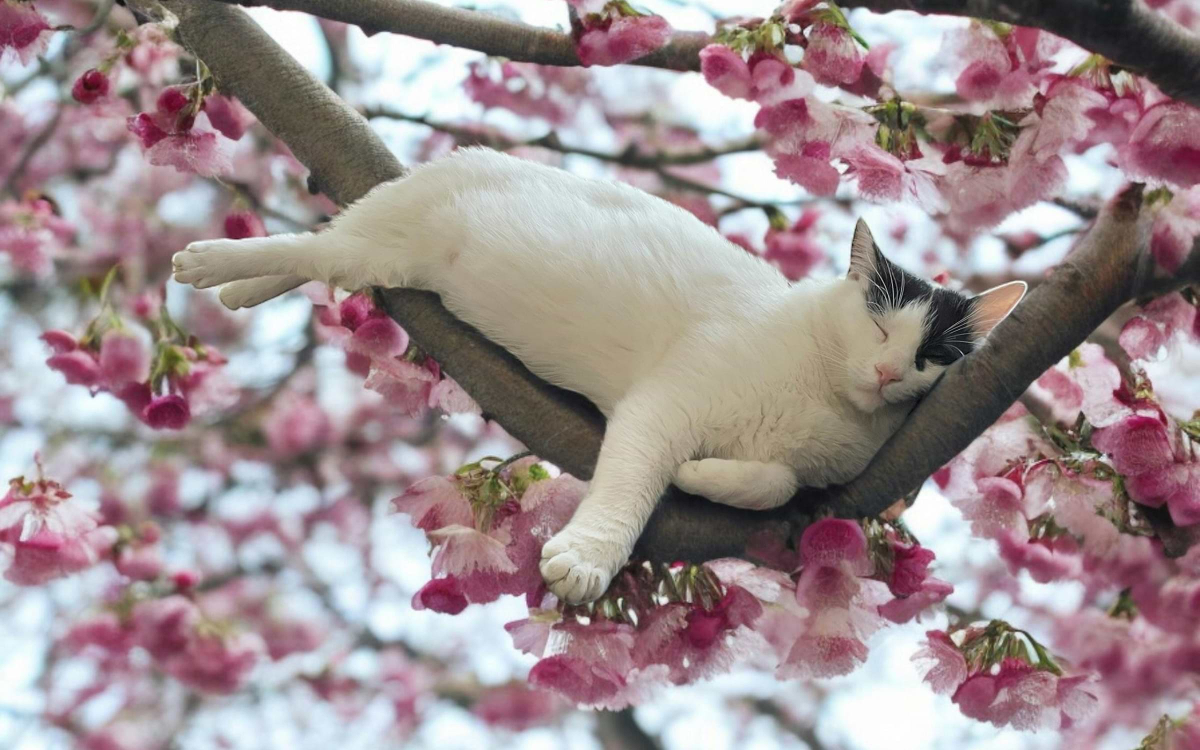 Cherry Blossom Trip to Berlin, Cologne, and Bonn