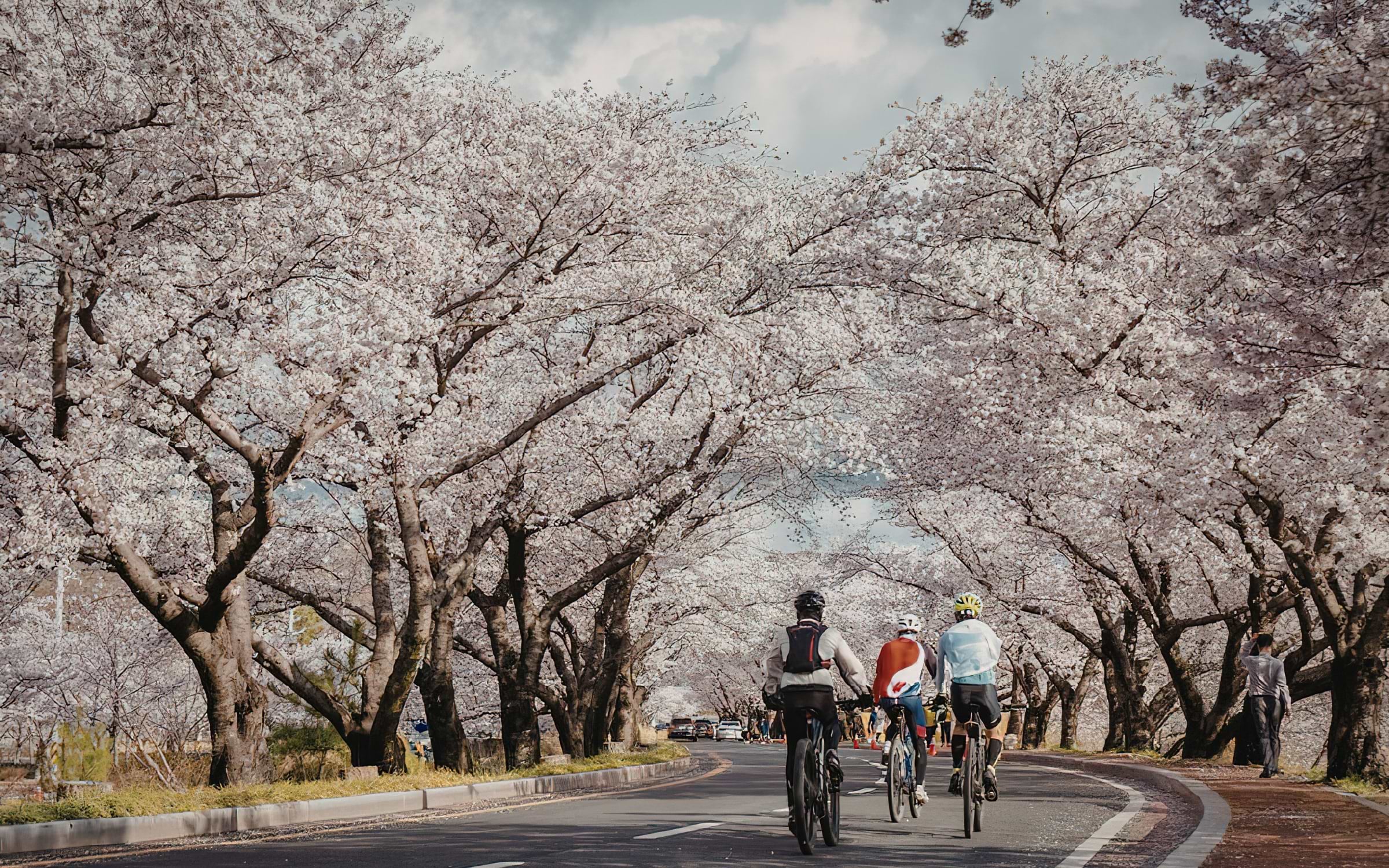 Cherry Blossom in Amsterdam