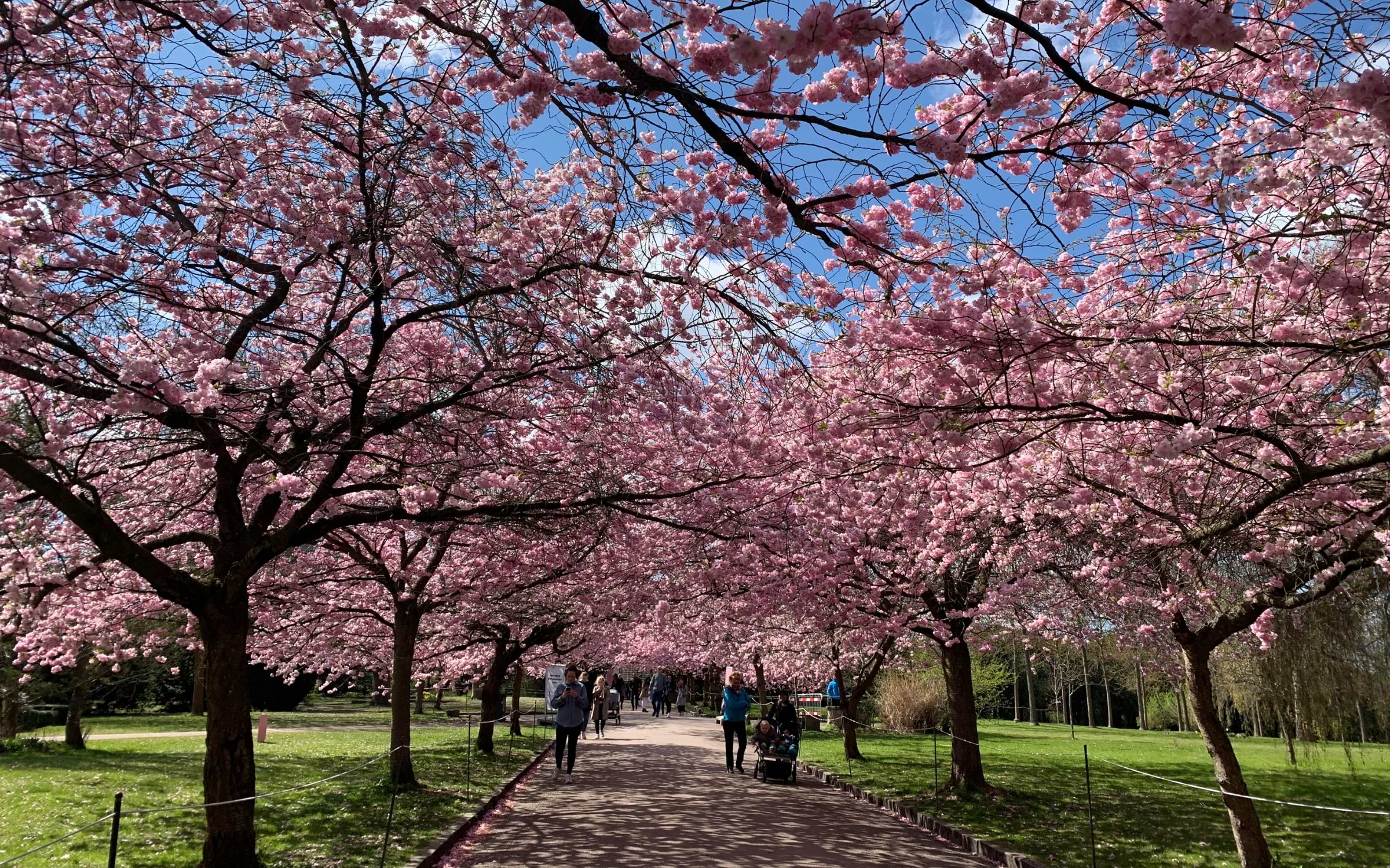 Cherry Blossom in Cologne
