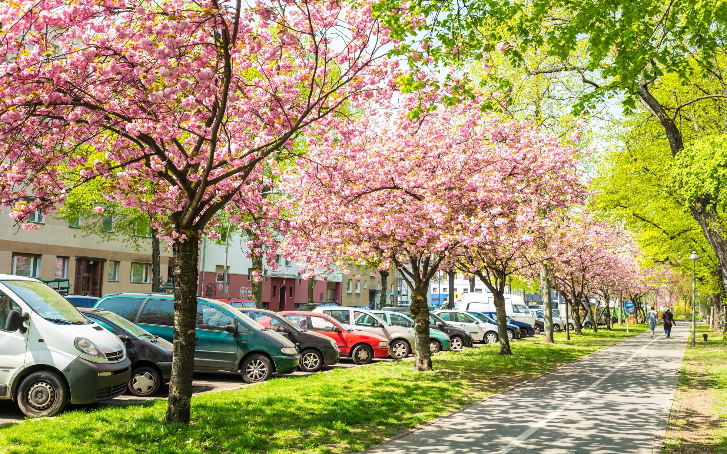 Cherry Blossom in Berlin