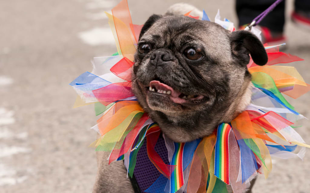 Dog dressed in pride rainbow, celebrating europe pride