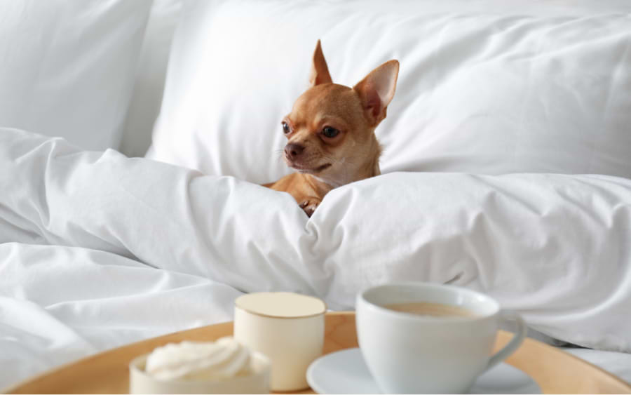 Annehmlichkeiten für Haustiere und ihre Menschen&nbsp;