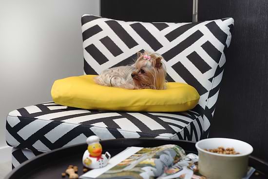 NYX Hotel Tel Aviv By Fattal - Pet Friendly Deluxe Room