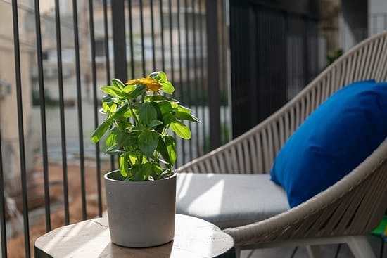 Three Bedroom Apartment with Big Terrace - Terrace